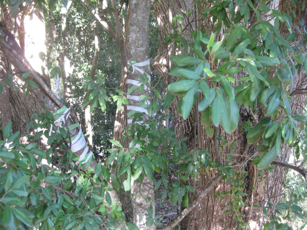 Green and white tape marking native trees in rainforest regeneration project at St Marks